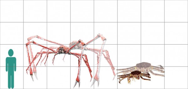japanese spider crab size comparison